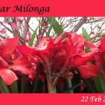New Year Milonga – Feb 2014